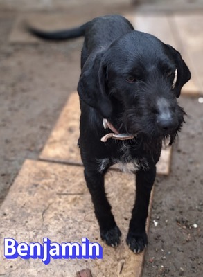 Benjamin, Schnauzer - Rüde