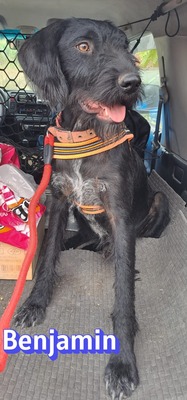 Benjamin, Schnauzer - Rüde
