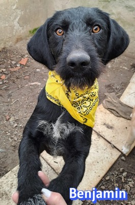 Benjamin, Schnauzer - Rüde