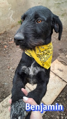 Benjamin, Schnauzer - Rüde