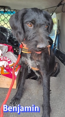 Benjamin, Schnauzer - Rüde