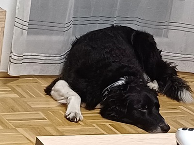 Benji, Border Collie - Rüde