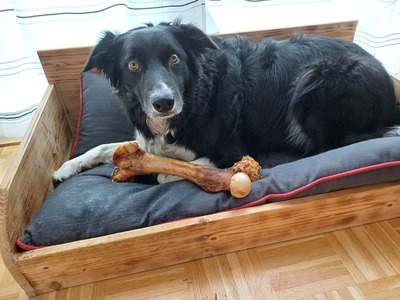 Benji, Border Collie - Rüde