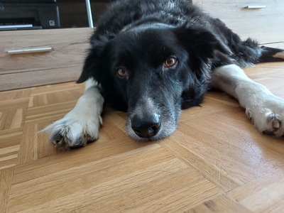 Benji, Border Collie - Rüde