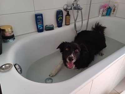 Benji, Border Collie - Rüde