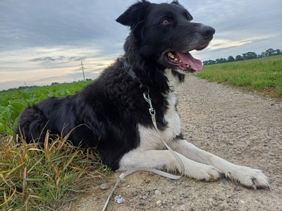 Benji, Border Collie - Rüde