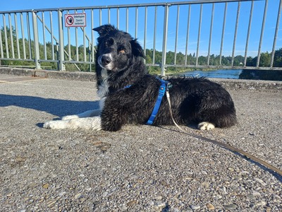 Benji, Border Collie - Rüde