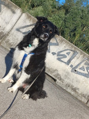 Benji, Border Collie - Rüde