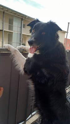 Benji, Border Collie - Rüde