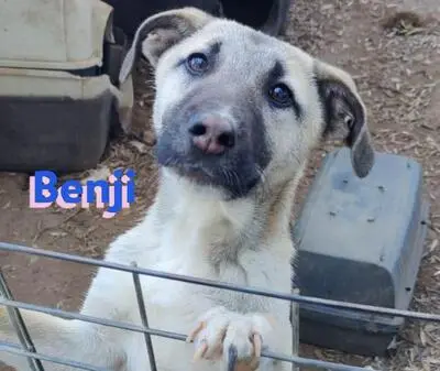 Benji, Malinois Mix - Rüde