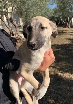 Benji, Malinois Mix - Rüde