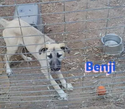 Benji, Malinois Mix - Rüde