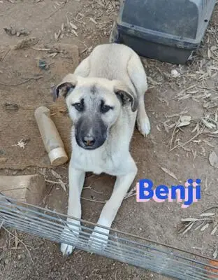 Benji, Malinois Mix - Rüde