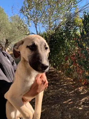 Benji, Malinois Mix - Rüde