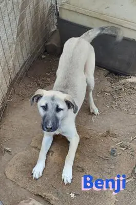 Benji, Malinois Mix - Rüde
