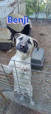 Benji, Malinois Mix - Rüde