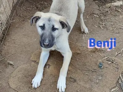 Benji, Malinois Mix - Rüde