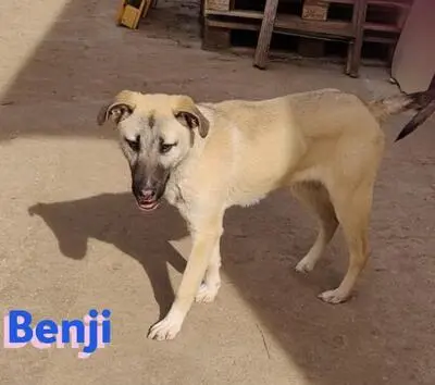 Benji, Malinois Mix - Rüde