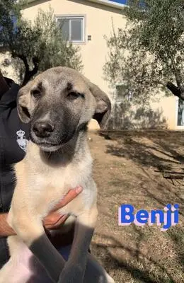 Benji, Malinois Mix - Rüde