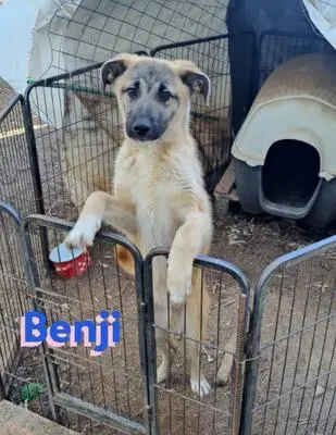 Benji, Malinois Mix - Rüde