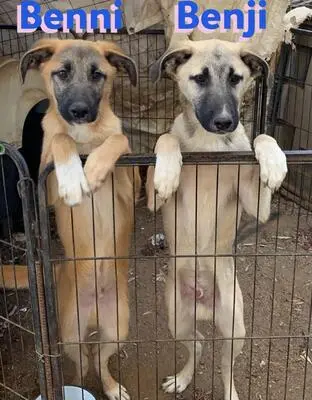 Benji, Malinois Mix - Rüde