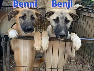 Benji, Malinois Mix - Rüde
