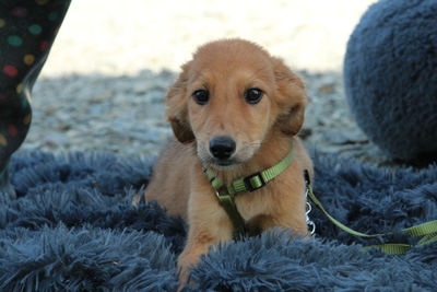 Benji, Mischling Welpen - Rüde