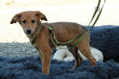 Benji, Mischling Welpen - Rüde