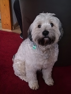 Benji, Tibet Terrier - Rüde 1