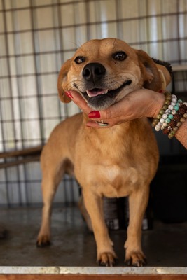 🐾 Benji – klein, charmant, und einfach zum Verlieben! 🐶