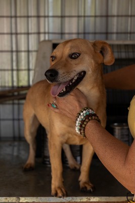 🐾 Benji – klein, charmant, und einfach zum Verlieben! 🐶, Mischling - Rüde