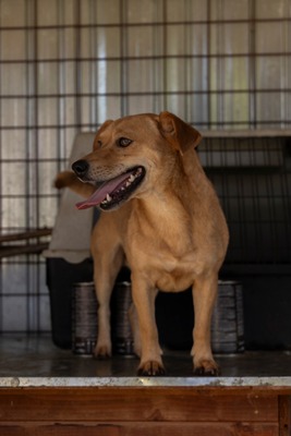 🐾 Benji – klein, charmant, und einfach zum Verlieben! 🐶, Mischling - Rüde