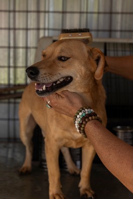 🐾 Benji – klein, charmant, und einfach zum Verlieben! 🐶, Mischling - Rüde