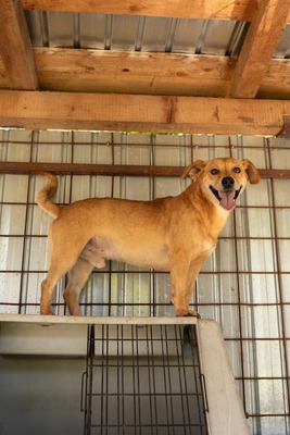🐾 Benji – klein, charmant, und einfach zum Verlieben! 🐶, Mischling - Rüde