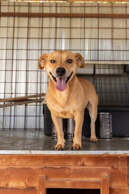 🐾 Benji – klein, charmant, und einfach zum Verlieben! 🐶, Mischling - Rüde
