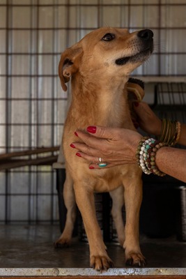 🐾 Benji – klein, charmant, und einfach zum Verlieben! 🐶, Mischling - Rüde