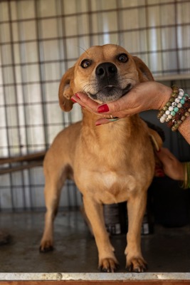 🐾 Benji – klein, charmant, und einfach zum Verlieben! 🐶, Mischling - Rüde