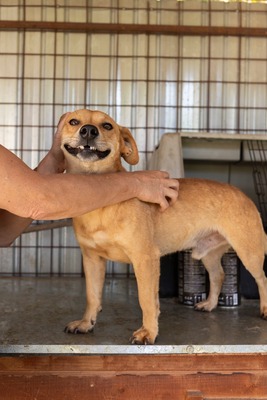 🐾 Benji – klein, charmant, und einfach zum Verlieben! 🐶, Mischling - Rüde