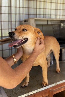 🐾 Benji – klein, charmant, und einfach zum Verlieben! 🐶, Mischling - Rüde