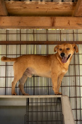 🐾 Benji – klein, charmant, und einfach zum Verlieben! 🐶, Mischling - Rüde