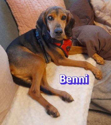 Benni, Bracke - Rüde