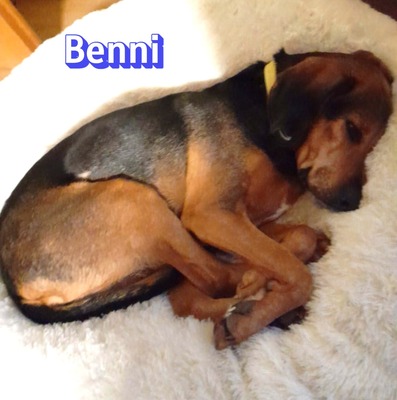 Benni, Bracke - Rüde