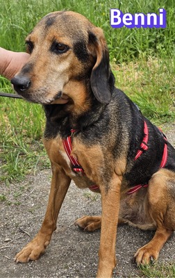 Benni, Bracke - Rüde