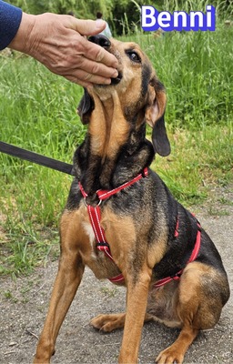 Benni, Bracke - Rüde
