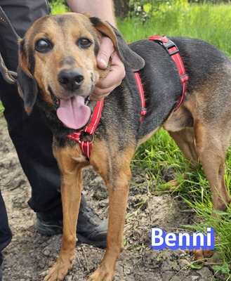 Benni, Bracke - Rüde