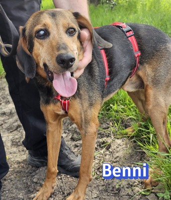 Benni, Bracke - Rüde