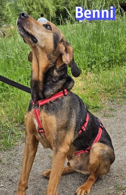 Benni, Bracke - Rüde