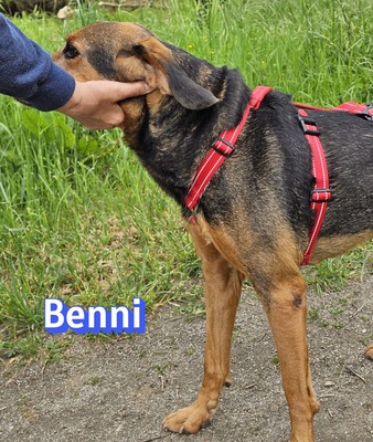 Benni, Bracke - Rüde