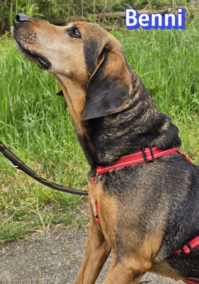 Benni, Bracke - Rüde
