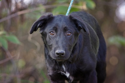 Benno, Labrador Mix Welpen - Rüde